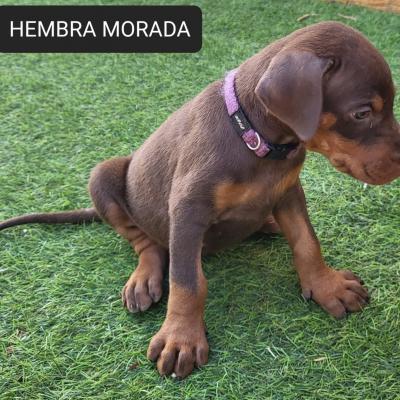 Hembra Morarda 04
